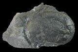Elrathia Trilobite Fossil - Utah - House Range #139578-1